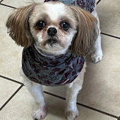 Bella swan, a White, Apricot Shih Tzu Dog