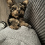 Bambam