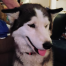 {petName}, a Black Siberian Husky Dog