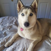 Image of lost pet: Lady, a White, Light-grey, Dark-grey Siberian Husky Dog