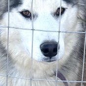 Hermes, a White, Light-grey, Grey, Light-brown Siberian Husky Dog