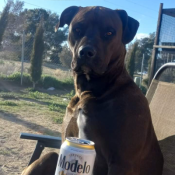 DRAX, a Black American Pit Bull Terrier Dog