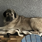 Meeka, a Cream, Dark-grey, Tan, Black Anatolian Shepherd Dog Dog
