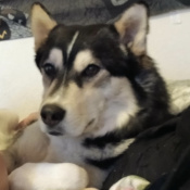 %name%, a %color% %breed% %type%