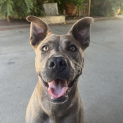 Nala, a Blue Breed Unknown Dog
