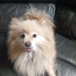 {petName}, a Cream, Apricot, Tan Pomeranian Dog