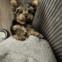 {petName}, a Chocolate, Dark-brown Yorkshire Terrier Dog