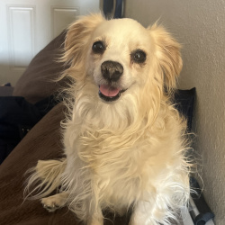 {petName}, a Cream Chihuahua Dog