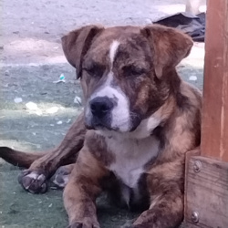%name%, a %color% %breed% %type%
