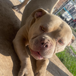 %name%, a %color% %breed% %type%