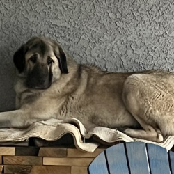 {petName}, a Cream, Dark-grey, Tan, Black Anatolian Shepherd Dog Dog