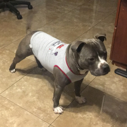 {petName}, a Grey American Pit Bull Terrier Dog